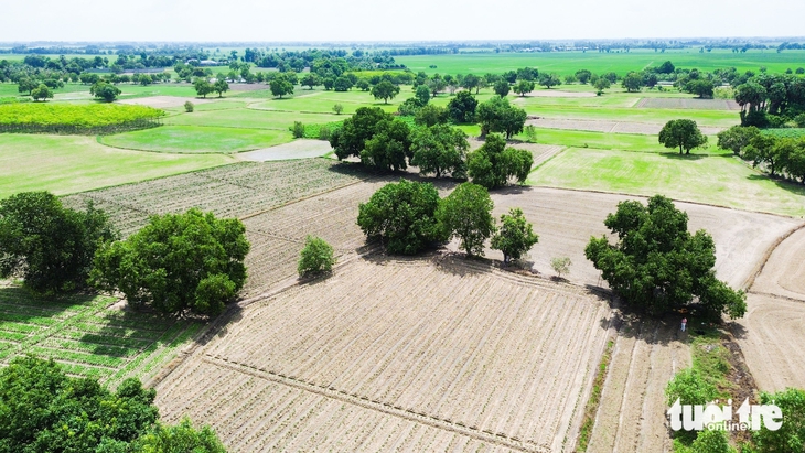 Du khách ‘săn’ tìm mua trâm chín cuối vụ ở An Giang - Ảnh 8.