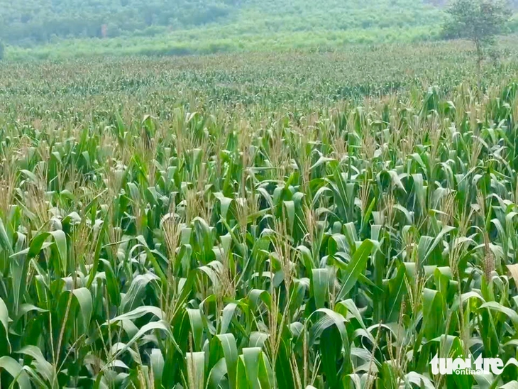 bắp sinh khối - Ảnh 1.