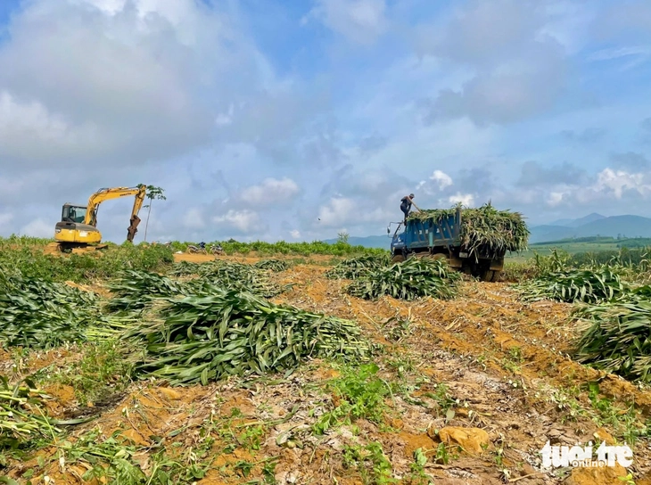 Trồng bắp sinh khối, nông dân lãi đậm - Ảnh 4.