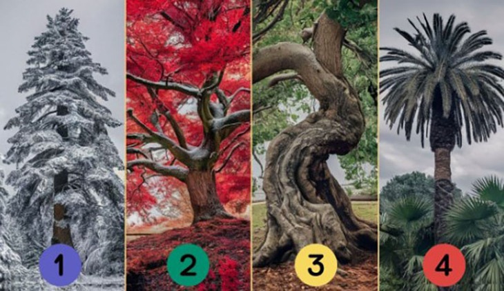 quiz - Ảnh 1.