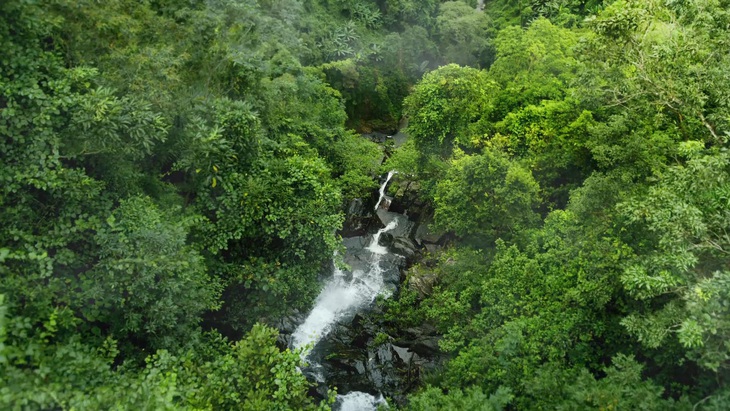 TH true TEA - Ảnh 2.