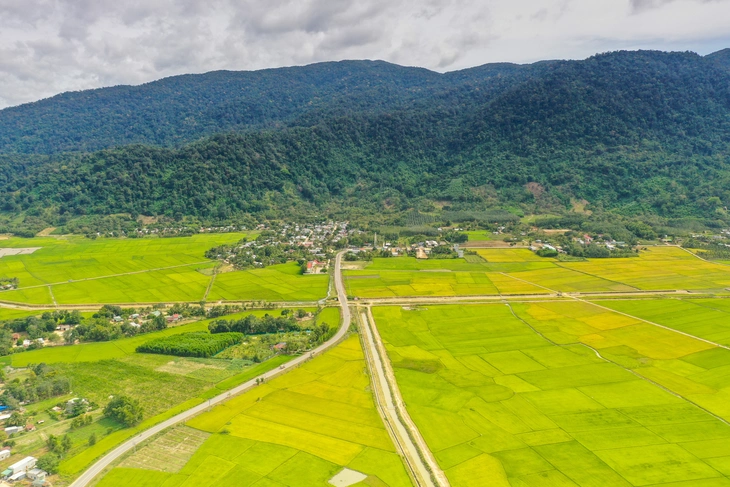 cánh đồng - Ảnh 1.