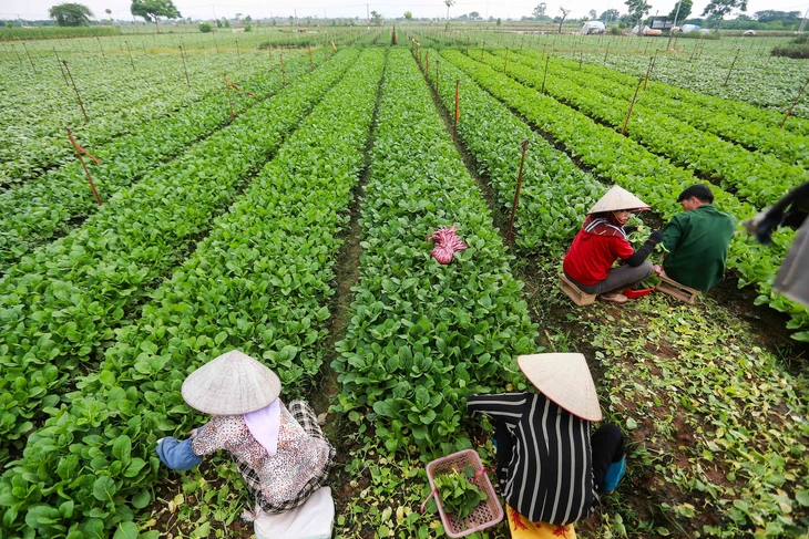 Việt Nam sắp có thêm tiêu chuẩn rau an toàn, nhưng không thay thế VietGAP - Ảnh 5.