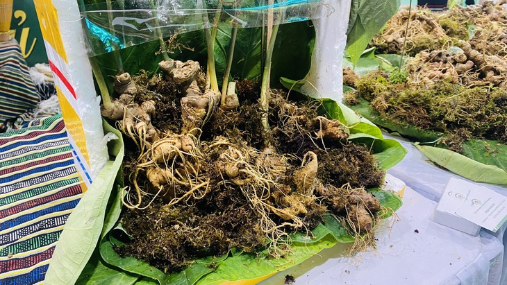 Đưa sâm Ngọc Linh từ núi xuống biển, mở rộng thị trường cho quốc bảo Việt Nam - Ảnh 5.