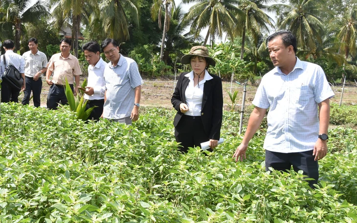 Thiệt hại cây trồng tại Đồng Tháp do ô nhiễm nguồn nước , nông dân lo lắng - Ảnh 6.