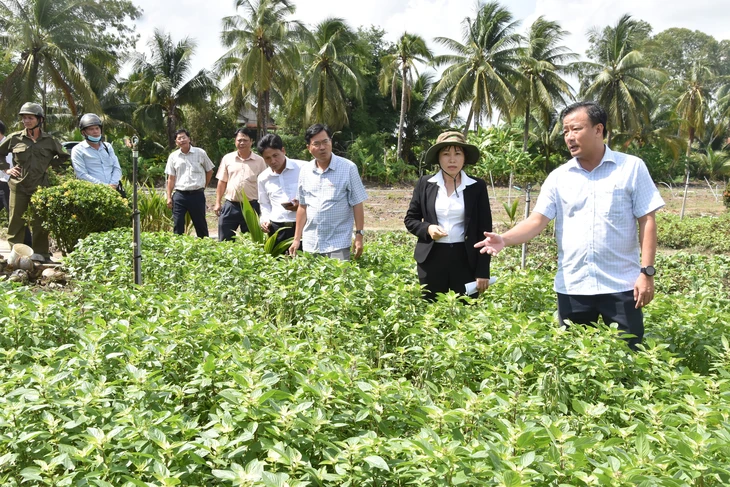 Đồng Tháp chỉ đạo tiêu hủy rau màu chết bất thường để bảo đảm an toàn tiêu dùng - Ảnh 1.