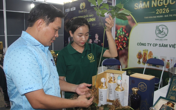 Củ tam thất mỗi ký chỉ 700 ngàn nhưng bán cả trăm triệu đồng vì cái tên 'sâm Ngọc Linh'? - Ảnh 4.