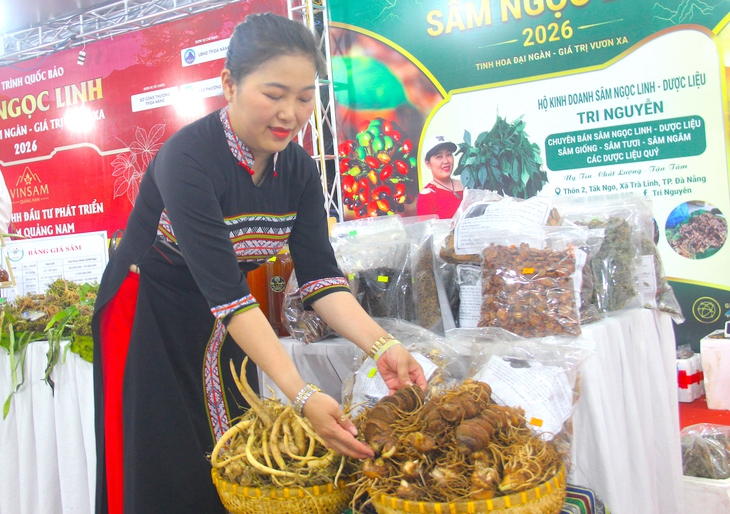 Đưa sâm Ngọc Linh từ núi xuống biển, mở rộng thị trường cho quốc bảo Việt Nam - Ảnh 6.