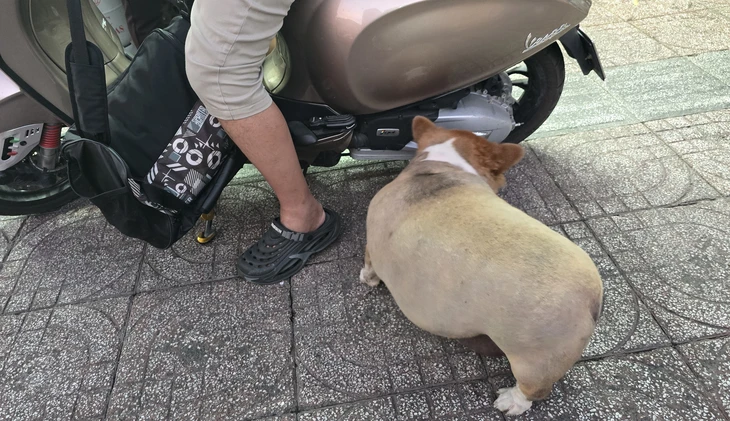 Những chú chó mập ú trở thành 'ngôi sao' của quán mì người Hoa gần nửa thế kỷ - Ảnh 9.