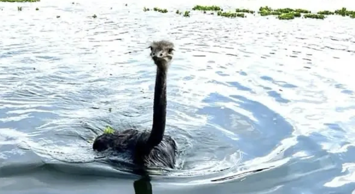 Có thật 'quái vật hồ Loch Ness' xuất hiện trong lũ ở Trung Quốc? - Ảnh 1.
