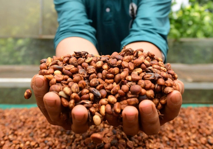 Giá cà phê khép lại tuần giao dịch biến động bằng phiên giảm giá - Ảnh 1.