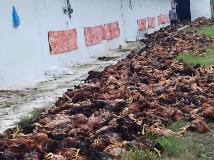 Chập điện làm gần 10.000 con gà nuôi trang trại ở Thanh Hóa bị chết ngạt - Ảnh 1.