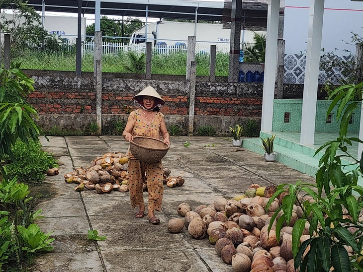 Giá dừa rớt thê thảm năm 2026 , nông dân miền Tây khốn khổ vì không lãi - Ảnh 2.
