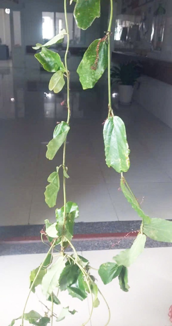 Sau ăn lượng lớn chanh dây rừng còn xanh, 2 trẻ Đà Nẵng nhập viện - Ảnh 3.