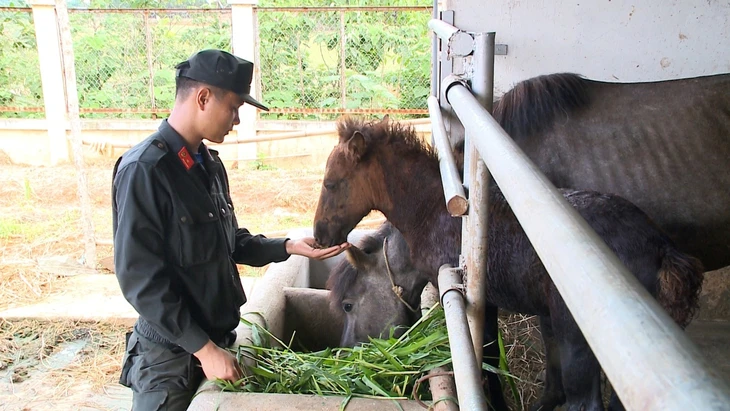 20 chiến mã Mông Cổ sau 6 năm đồng hành cùng Cảnh sát cơ động Kỵ binh Việt Nam - Ảnh 6.