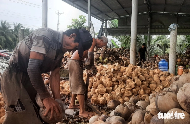 Giá dừa rớt thê thảm năm 2026 , nông dân miền Tây khốn khổ vì không lãi - Ảnh 4.
