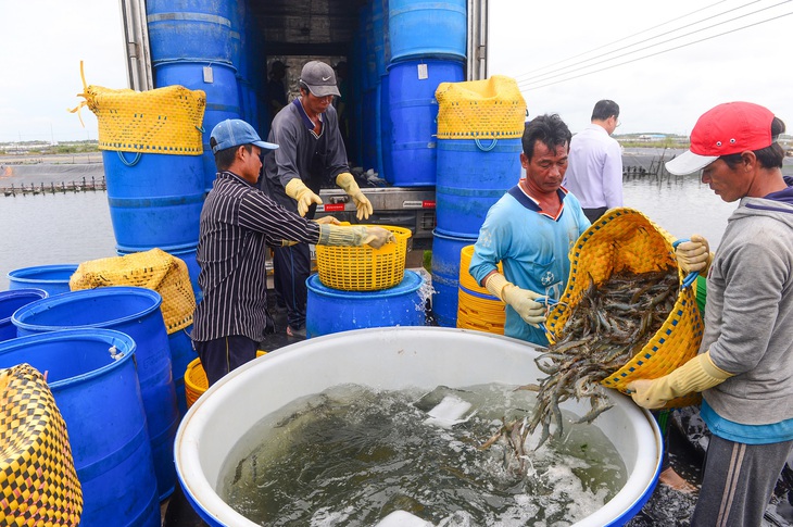 Trung Quốc dẫn dắt đà tăng mới của xuất khẩu tôm Việt - Ảnh 1.