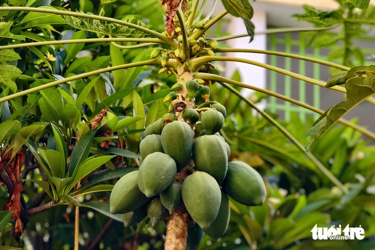 Cô trò trường mầm non ở TP.HCM thích thú với giàn bầu hồ lô trăm trái - Ảnh 7.