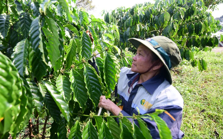 Doanh nghiệp xuất khẩu cà phê 'chạy đua' đáp ứng quy định chống phá rừng, mong sớm có hướng dẫn thống nhất - Ảnh 2.