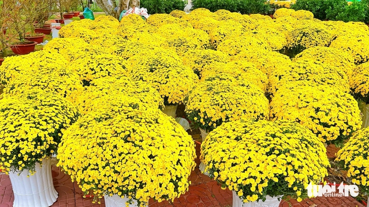 Chợ Lách thí điểm 'xã thương mại điện tử' đưa cây giống, hoa kiểng lên TikTok Shop - Ảnh 1.