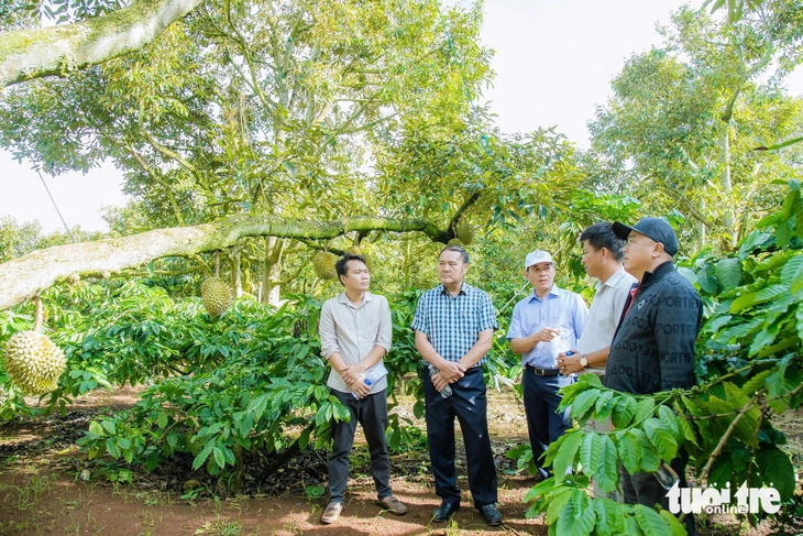 Muốn giữ thị trường phải quản đến từng hộ trồng sầu riêng - Ảnh 2.