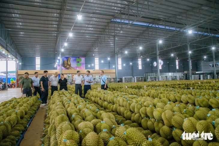 Muốn giữ thị trường phải quản đến từng hộ trồng sầu riêng - Ảnh 3.