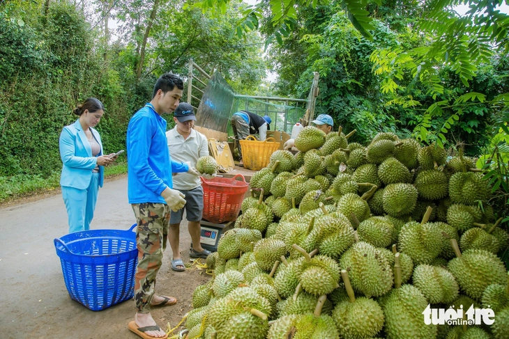 Muốn giữ thị trường phải quản đến từng hộ trồng sầu riêng - Ảnh 4.