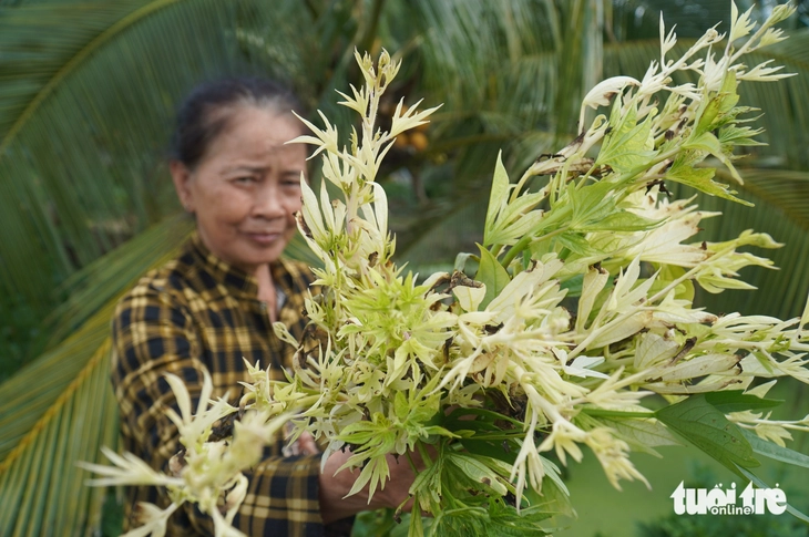 Nguyên nhân Rau màu chết bất thường tại Đồng Tháp: Nguồn nước ô nhiễm 2026 - Ảnh 1.