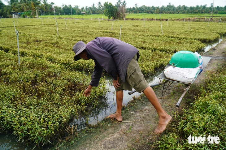 Nguyên nhân Rau màu chết bất thường tại Đồng Tháp: Nguồn nước ô nhiễm 2026 - Ảnh 4.