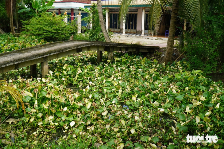Nguyên nhân Rau màu chết bất thường tại Đồng Tháp: Nguồn nước ô nhiễm 2026 - Ảnh 5.