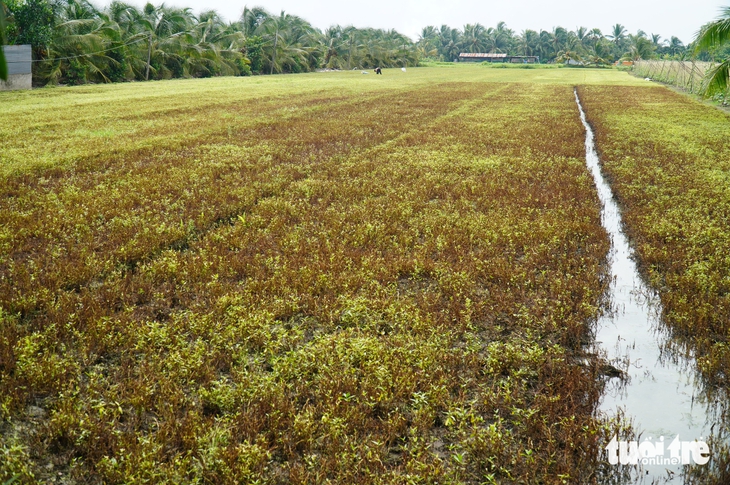 Nguyên nhân Rau màu chết bất thường tại Đồng Tháp: Nguồn nước ô nhiễm 2026 - Ảnh 6.