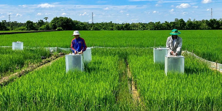Các giống lúa Nhật bước đầu thích nghi vùng đất miền Tây - Ảnh 1.