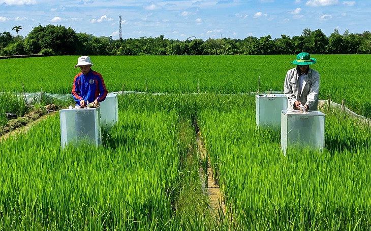 Một doanh nghiệp tại Cần Thơ muốn hợp tác, bao tiêu lúa Nhật ở Vĩnh Long - Ảnh 2.