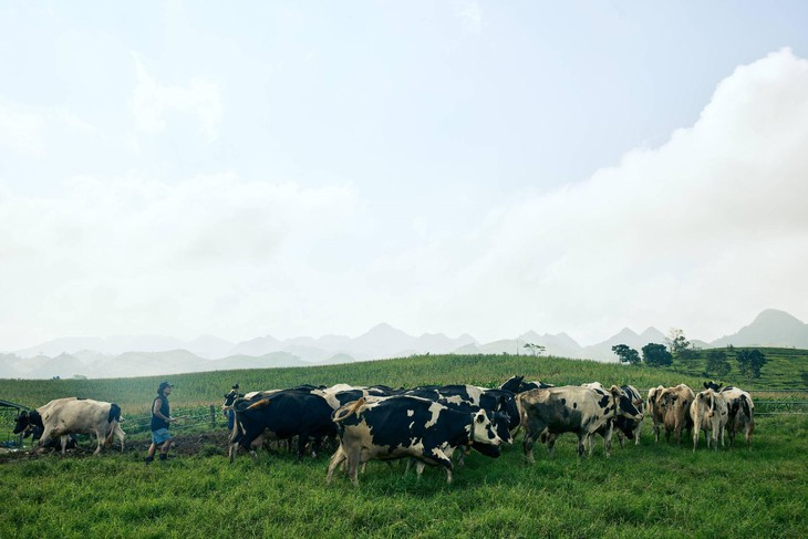 Mộc Châu Creamery chinh phục người tiêu dùng miền Nam - Ảnh 1.