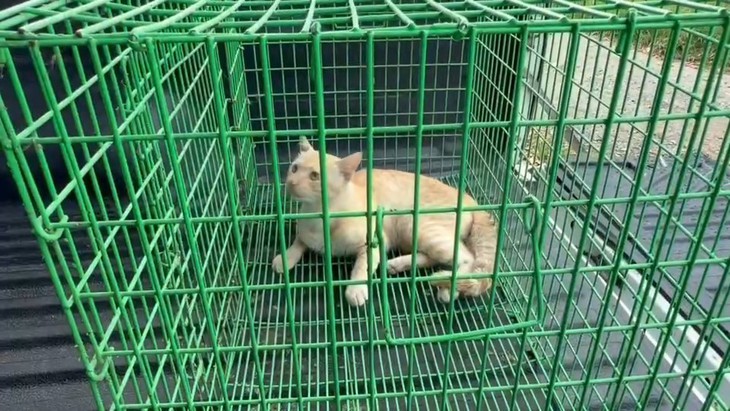 Hô hấp nhân tạo để 'hồi sinh' chú mèo bị xe va phải, hai thanh niên nhận mưa lời khen - Ảnh 1.