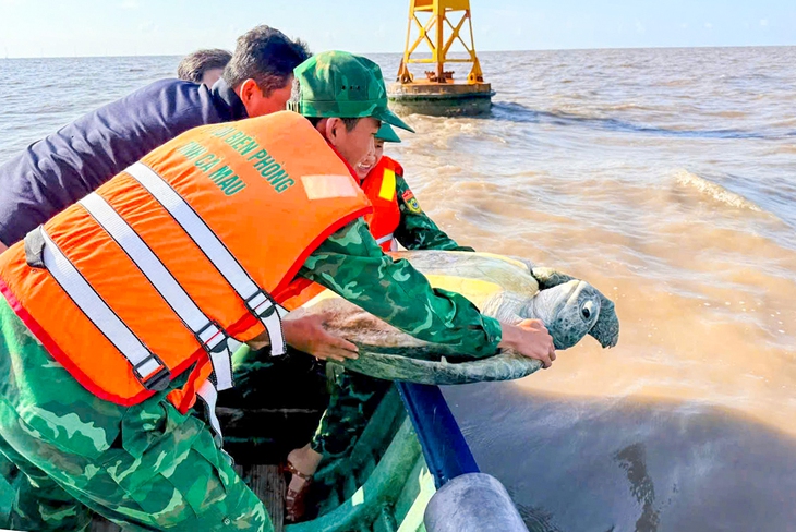 Thả con vích nặng khoảng 120kg dài gần 1m về biển Cà Mau - Ảnh 1.
