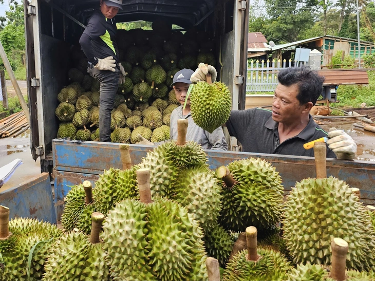 Thị trường TP.HCM 18-7: Giá cà phê bật tăng, sầu riêng khởi sắc - Ảnh 2.