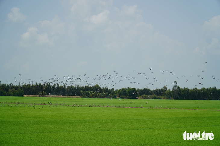 Đàn cò ốc đậu kín trên các ruộng lúa, nông dân vùng Đồng Tháp Mười vui mừng vì khỏi cần xịt thuốc diệt ốc - Ảnh 9.