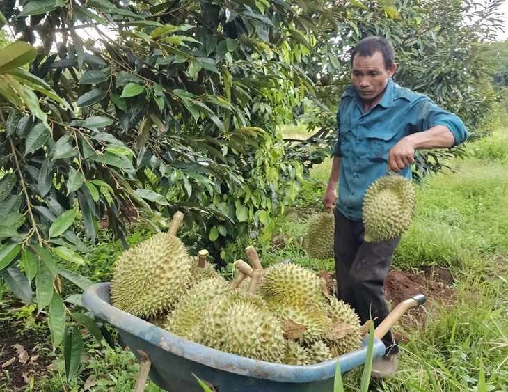 Giá sầu riêng giảm nhanh, thương lái tháo chạy, nhà vườn như 'ngồi trên đống lửa' - Ảnh 1.