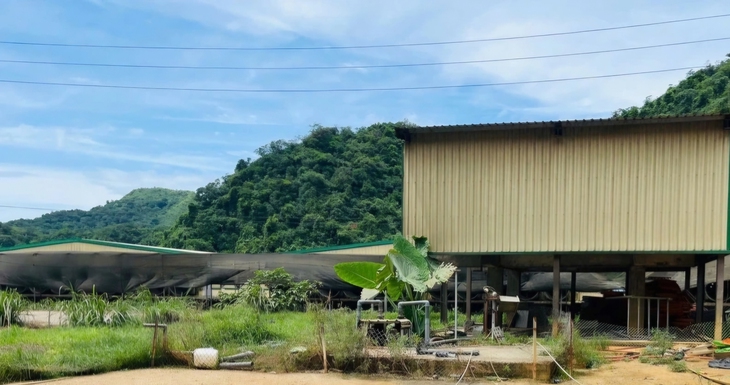 Vụ 5 người chết ở trang trại nuôi heo: Thanh Hóa kiểm tra toàn diện các trang trại - Ảnh 1.