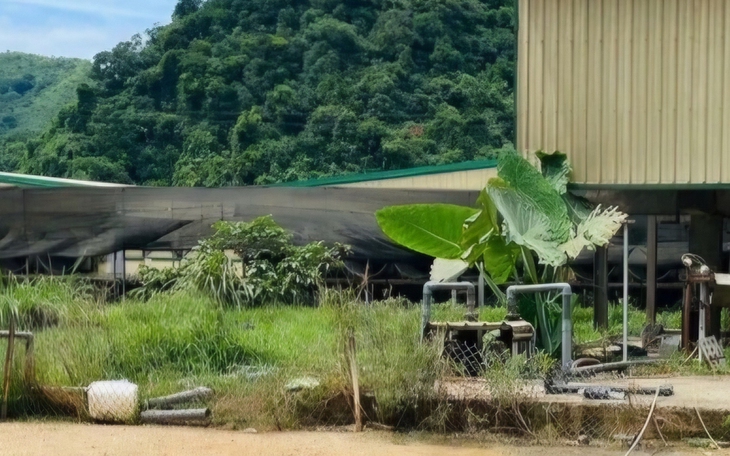 Khởi tố vụ tai nạn lao động làm 5 người chết tại trại nuôi heo ở Thanh Hóa - Ảnh 2.
