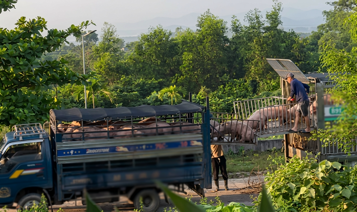 Ăn thịt lợn nhiễm dịch tả lợn châu Phi có thể dẫn đến những nguy cơ gì cho sức khỏe? - Ảnh 1.