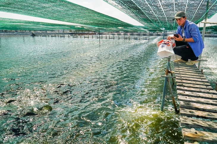 Bộ Nông nghiệp Hoa Kỳ tài trợ phát triển cá rô phi Việt Nam đến năm 2026 - Ảnh 2.