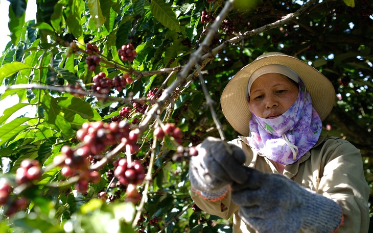 Để hạt Robusta Việt đi xa, cần nâng chất từ gốc - Ảnh 2.