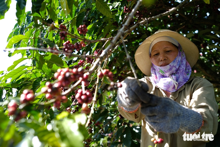 Đưa hạt Robusta Việt từ 'bán theo tấn 'sang 'bán theo ly' - Ảnh 2.