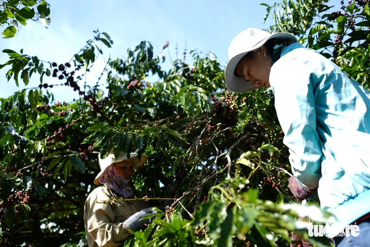 Đưa hạt Robusta Việt từ 'bán theo tấn 'sang 'bán theo ly' - Ảnh 4.
