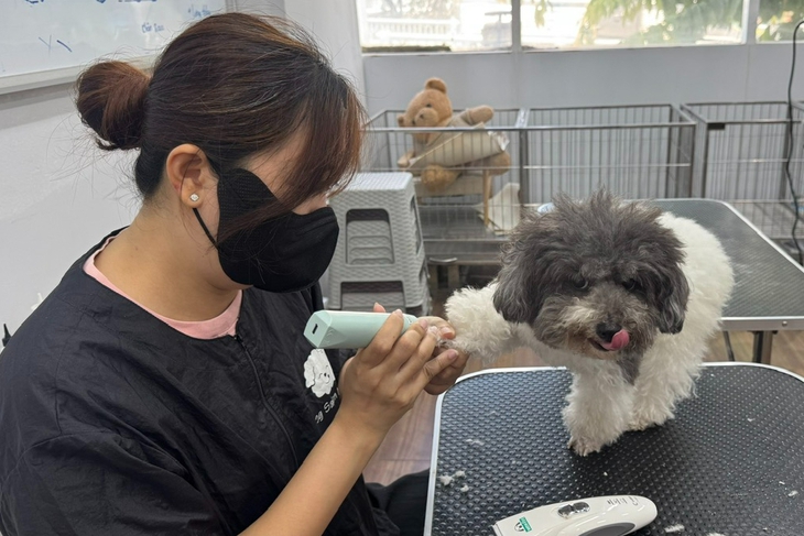 Bạn trẻ rủ nhau học cắt tỉa lông thú cưng - Ảnh 3.