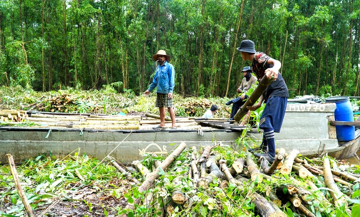 Rừng Cà Mau trước cơ hội ‘hóa vàng’ từ cây keo lai - Ảnh 1.