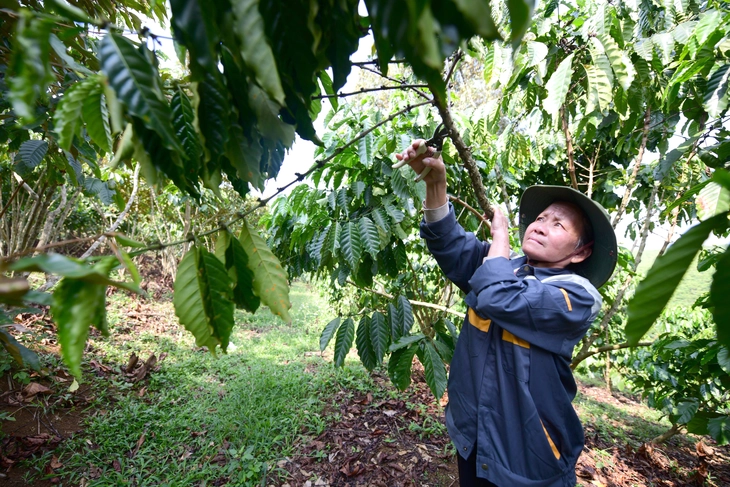 Để hạt Robusta Việt đi xa, cần nâng chất từ gốc - Ảnh 2.