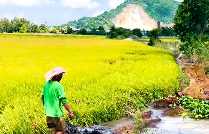 Lúa hè thu An Giang 2026 đối mặt nguy cơ ngập nước do triều cường dâng cao - Ảnh 1.
